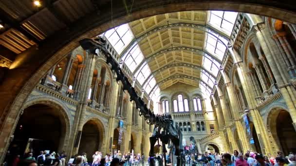 Londyn Zjednoczone Królestwo Kwiecień 2015 Odwiedzający Muzeum Historii Naturalnej — Wideo stockowe