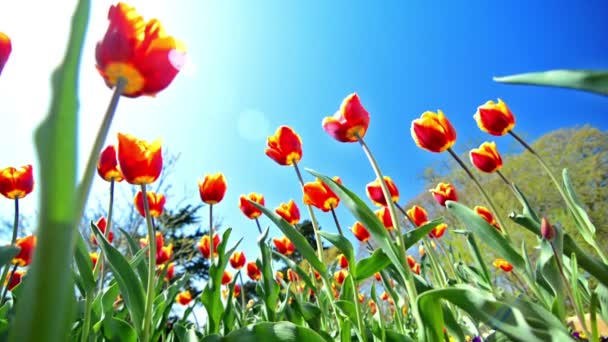 Tulipanes Con Cielo Azul — Vídeo de stock