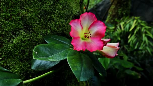 Flor Rosa Com Fundo Desfocado — Vídeo de Stock