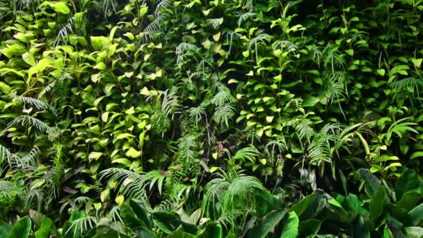 Ormandaki Tropik Bitkiler — Stok video