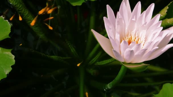 Close Water Lily Flower Fish Pond — Stock video