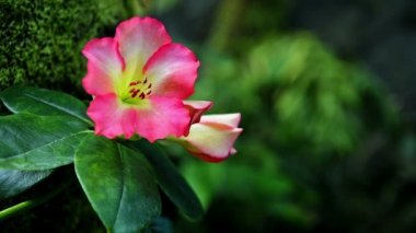 Arka plan bulanık ile pembe çiçek