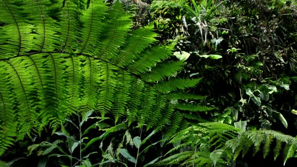 Tropical Plants Forest — Stock Video