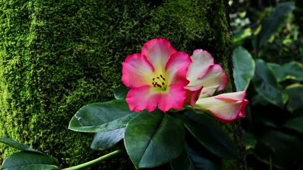 Flor Rosa Com Fundo Desfocado — Vídeo de Stock