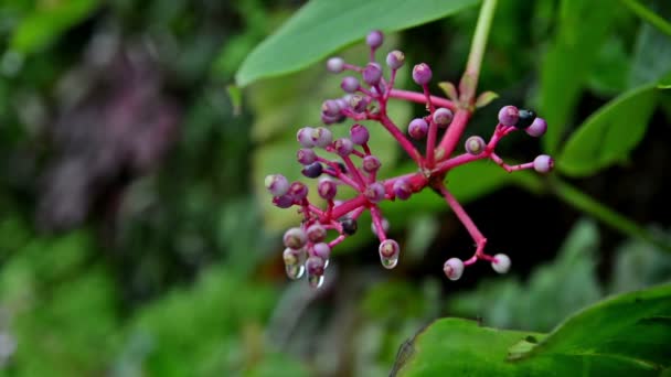 Planta Tropical Bosque — Vídeo de stock