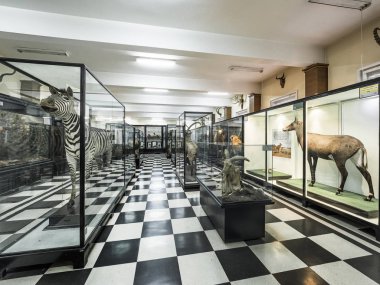 Sofya, Bulgaristan. Ağustos 2018. Doğal Tarih Müzesi 'nde doldurulmuş hayvanların sergisi