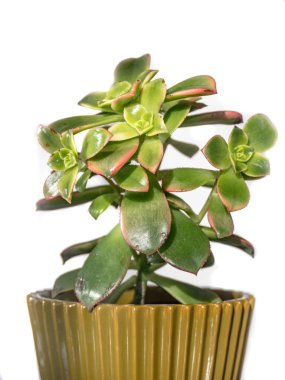 Beyaz arka planda izole edilmiş nadir bulunan sulu bir bitkinin ayrıntıları. Aeonium haworthii çeşitlendirilmiş kivi