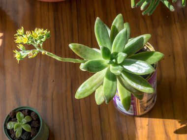 Nadir bulunan sulu bir bitkinin ayrıntıları. Graptosedum CV. Francesco Baldi.