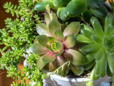 Nadir bulunan sulu bitkilerin bileşimi. Sempervivum Rubrum Ray, Sempervivum Magic Spell, Sedum albüm albümü mercan halı