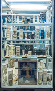 Sofya, Bulgaristan. Ağustos 2018. Doğal Tarih Müzesi 'nde sıvıların içinde korunmuş hayvanların sergilenmesi