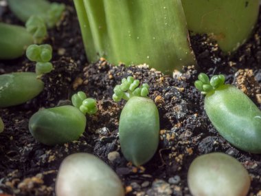 Yayılmış tencere mi yoksa az bulunan sulu bitkiler mi? Pachyphytum Compactum F. Cristata