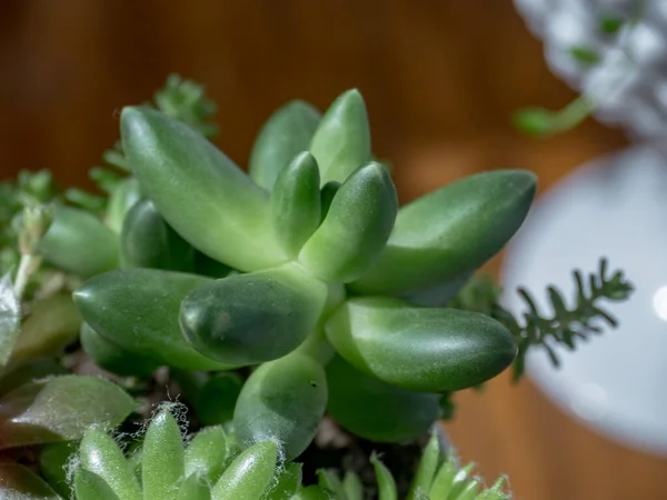 Detail Einer Seltenen Sukkulente Einem Innenraum Pachyphytum Compactum Cristata Und — Stockfoto