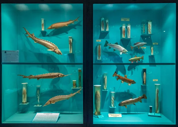 Sofia, Bulgaria. Circa August 2018. Exposition of stuffed animals in the Natural history museum — Stock Photo, Image