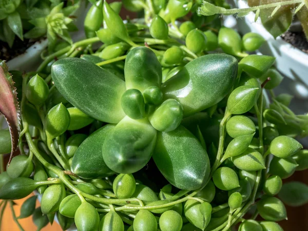 Detalle Planta Rara Suculenta Interior Pachyphytum Compactum Cristata Senecio Herreanus — Foto de Stock