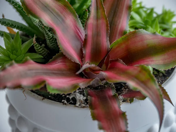 Detalle Planta Rara Suculenta Interior Colorfur Rosa Crassa Cryptanthus Bivittatus — Foto de Stock