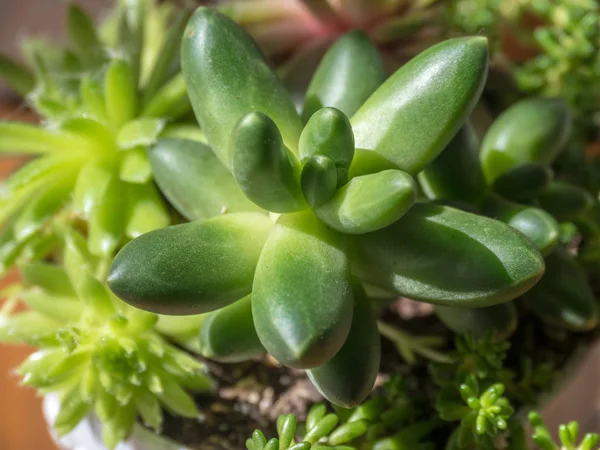 İç kısımdaki nadir bulunan sulu bitkinin ayrıntıları. Pachyphytum Compactum F. Cristata ve Houseleek.