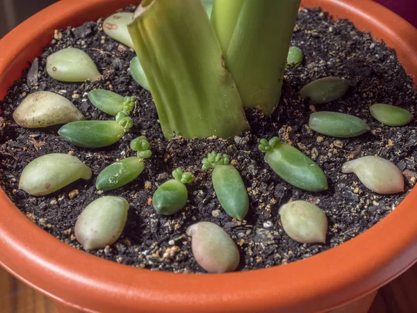 번식력 식물을 넣는다 Pachyphytum Compactum Cristata — 스톡 사진