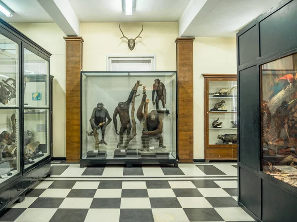 Sofia, Bulgaria. Circa August 2018. Exposition of stuffed animals in the Natural history museum — Stock Photo, Image