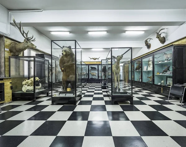 Sofia, Bulgária. Por volta de agosto de 2018. Exposição de animais de pelúcia no Museu de História Natural — Fotografia de Stock