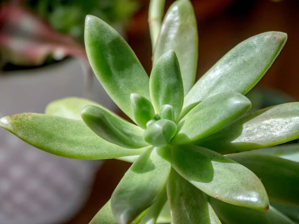 Nadir bulunan sulu bir bitkinin ayrıntıları. Graptosedum CV. Francesco Baldi.