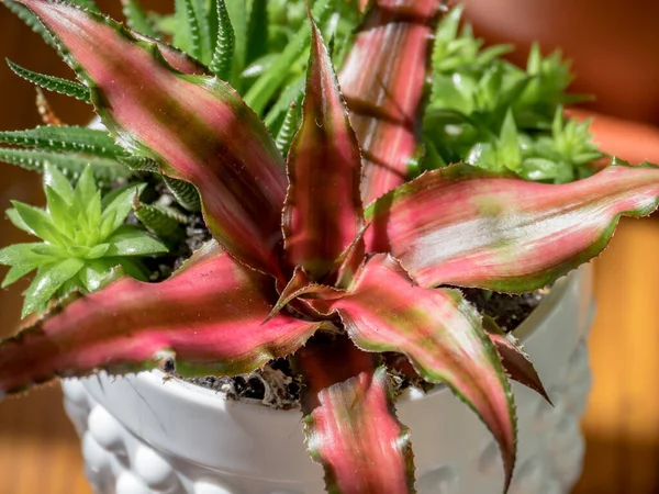 Detail Rare Succulent Plant Interior Colorfur Pink Crassa Cryptanthus Bivittatus — ストック写真