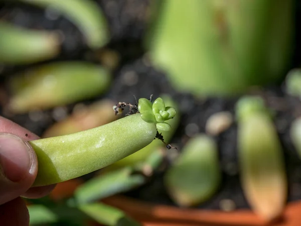 Hand and a small succulent plant.  Pachyphytum Compactum F. cristata .Plant propagation concept.