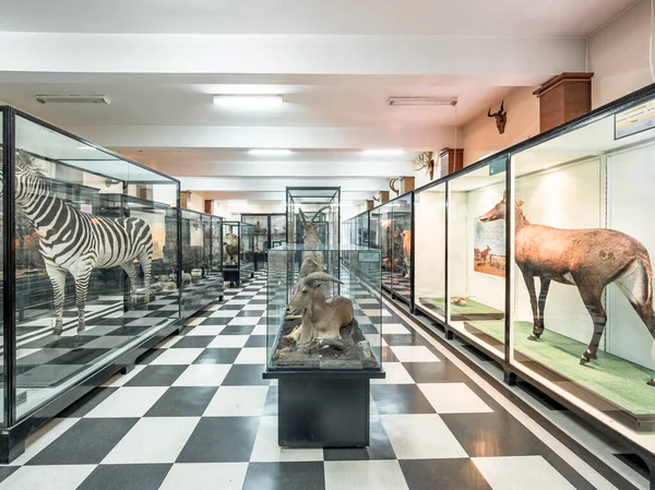 Sofia, Bulgaria. Circa August 2018. Exposition of stuffed animals in the Natural history museum — Stock Photo, Image