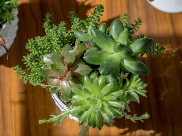 現代のポットのインテリアで珍しい多肉植物の組成 Pachythum Compactm Cristata Sempervivum Rubrum Ray セダムアルバムサンゴカーペット セダムテトラクチニウムとビーズのSenecio Herreanus文字列 — ストック写真