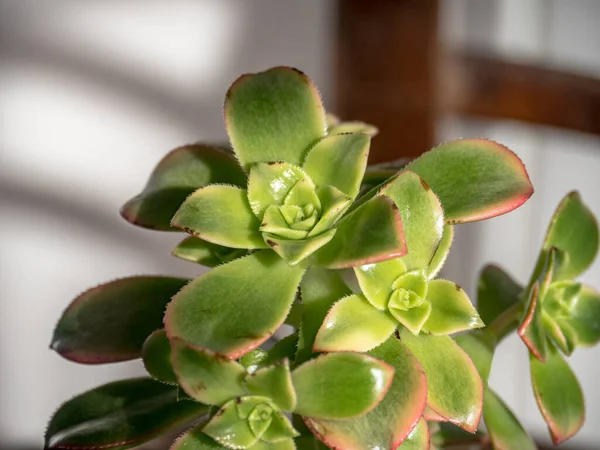 Beyaz arka planda izole edilmiş nadir bulunan sulu bir bitkinin ayrıntıları. Aeonium haworthii çeşitlendirilmiş kivi