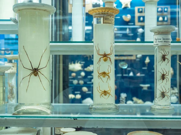 Sofia, Bulgaria. Circa August 2018. Exposition of spiders preserved in fluid in the Natural history museum — Stock Photo, Image