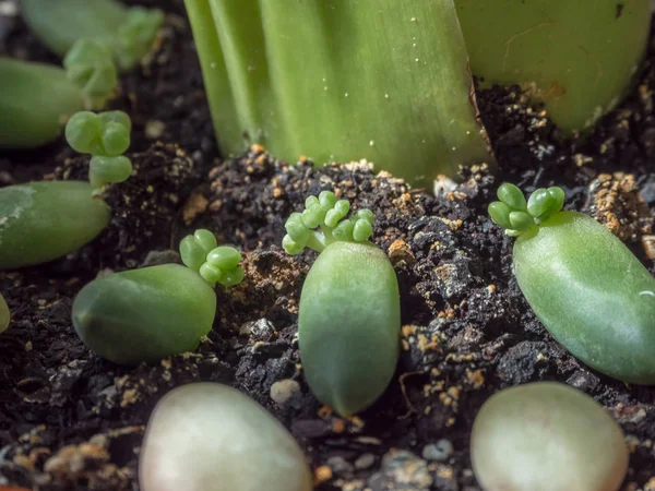 伝播または小さな珍しい多肉植物を持つポット Pachythum Compactm Cristata — ストック写真