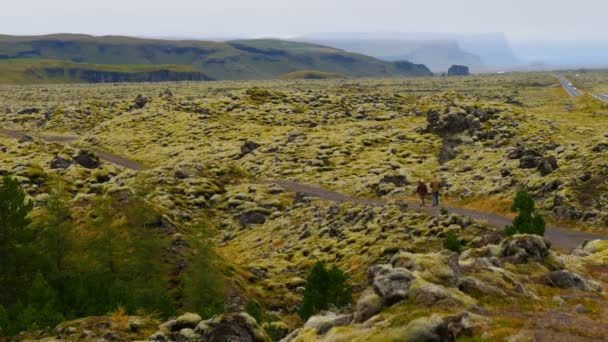 Panorama Uitzicht Het Tapijt Van Mos Muskus Korstmos Lavavelden Ijsland — Stockvideo