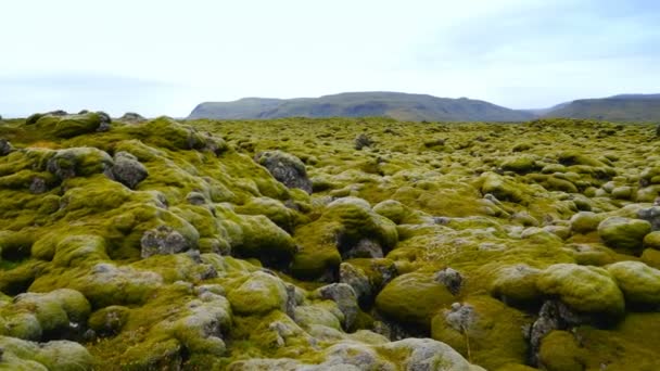 熔岩地面上的苔藓 麝香和苔藓地毯全景 冰岛美丽的风景 — 图库视频影像