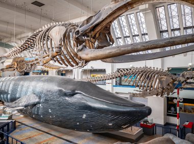 Londra, Birleşik Krallık. Aralık 2019. Londra Doğal Tarih Müzesi 'nde su memelileri, balinalar ve yunuslarla dolu bir salonun panoraması..