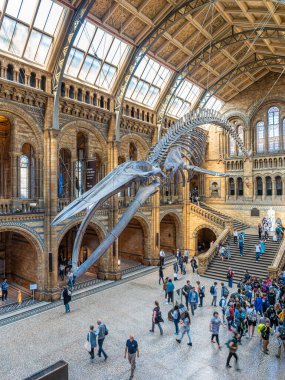 Londra, Birleşik Krallık. Aralık 2019. Mavi balina iskeleti Londra Doğal Tarih Müzesi 'nin ana salonunda..
