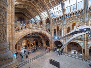 Londra, Birleşik Krallık. Aralık 2019. Mavi balina iskeleti Londra Doğal Tarih Müzesi 'nin ana salonunda..