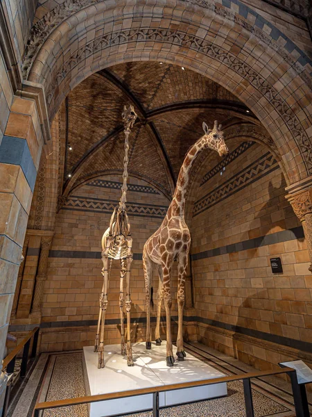 Londres Reino Unido Por Volta Dezembro 2019 Uma Girafa Recheada — Fotografia de Stock