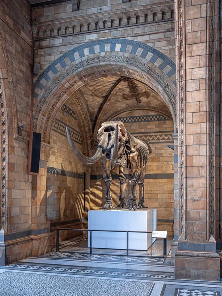 London United Kingdom Circa December 2019 Mammoth Fossil Natural History — Stock Photo, Image