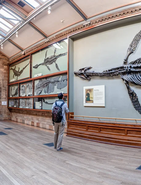 London United Kingdom Circa December 2019 Tourist Watching Dinosaur Fossil — Stock Photo, Image