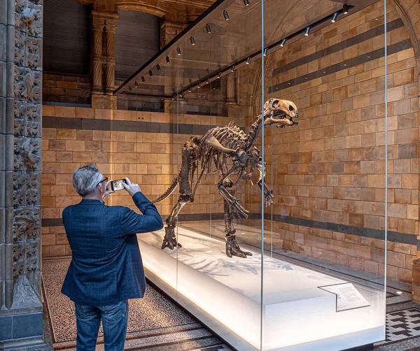 Лондон Великобритания Около Декабря 2019 Года Турист Фотографирует Динозавра Мантеллизавра — стоковое фото