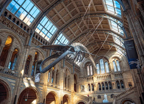 Londres Royaume Uni Vers Décembre 2019 Squelette Baleine Bleue Dans — Photo