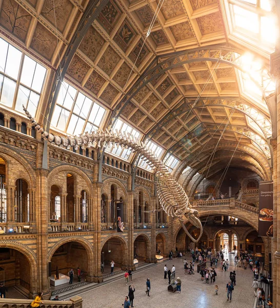 Londres Royaume Uni Vers Décembre 2019 Squelette Baleine Bleue Dans — Photo