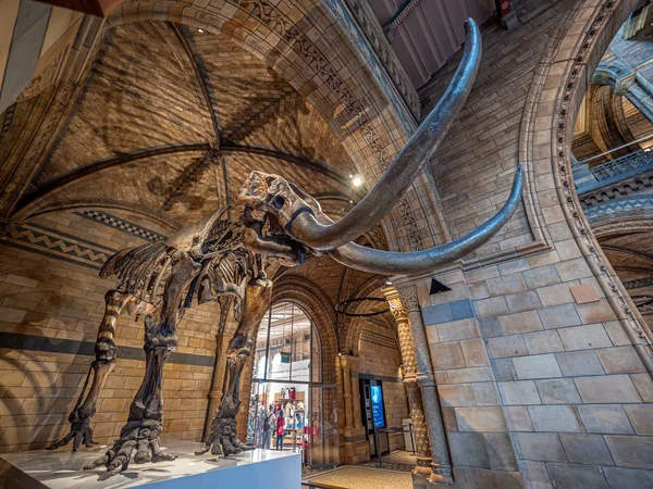 London United Kingdom Circa December 2019 Mammoth Fossil Natural History — Stock Photo, Image