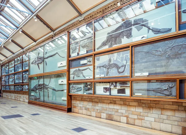 Londýn Spojené Království Asi Prosinci2019 Panorama Jedné Síní Dinosauří Zkamenělinou — Stock fotografie