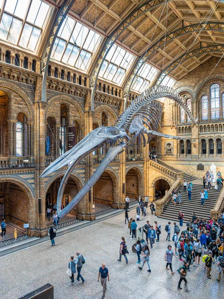 Londres Royaume Uni Vers Décembre 2019 Squelette Baleine Bleue Dans — Photo