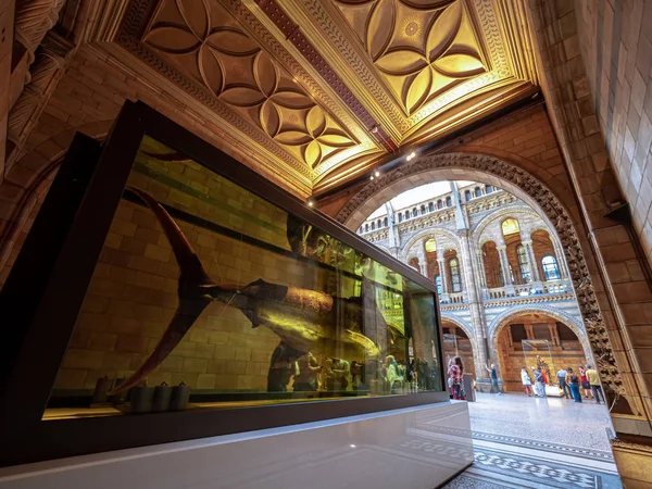 London, United Kingdom. Circa November 2019.Tourists watches a blue marlin preserved in fluid in the Natural History museum of London — Stock Photo, Image