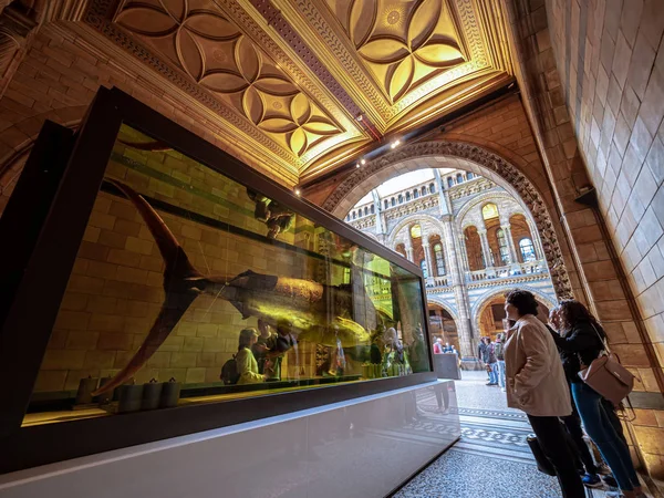 London United Kingdom Circa November 2019 Tourists Watches Blue Marlin — Stock Photo, Image