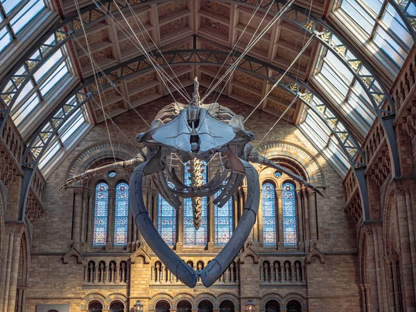 Londres Royaume Uni Vers Décembre 2019 Squelette Baleine Bleue Dans — Photo