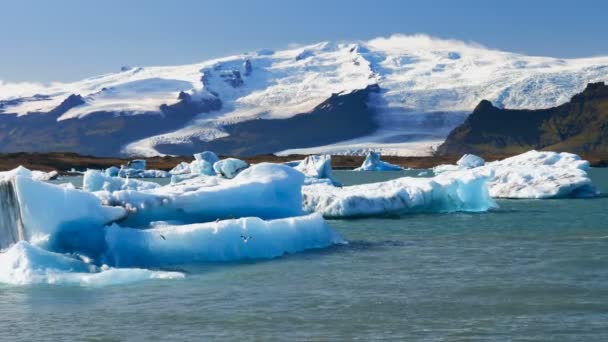 Oiseaux Dans Glacier Jokulsarlon Icebergs Flottant Dans Rivière Des Endroits — Video