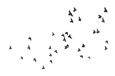 Beyaz arka planda izole uçan güvercinlerin flocks. Kırpma 